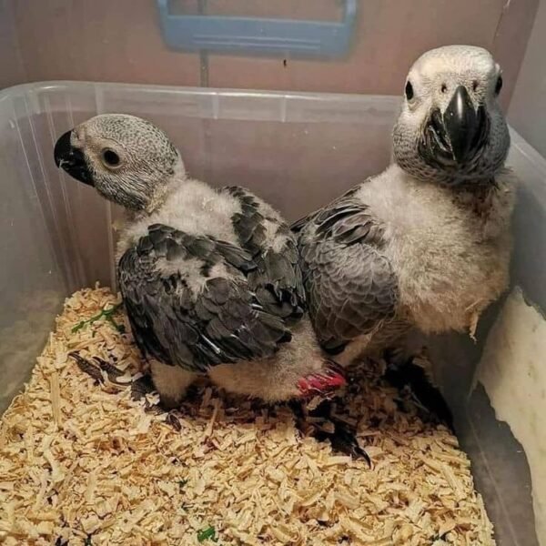 African Grey Babies from 3 - 5 months